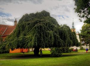 Dzierżoniów