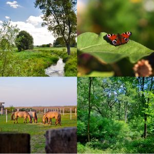 Kluczbork dla klimatu