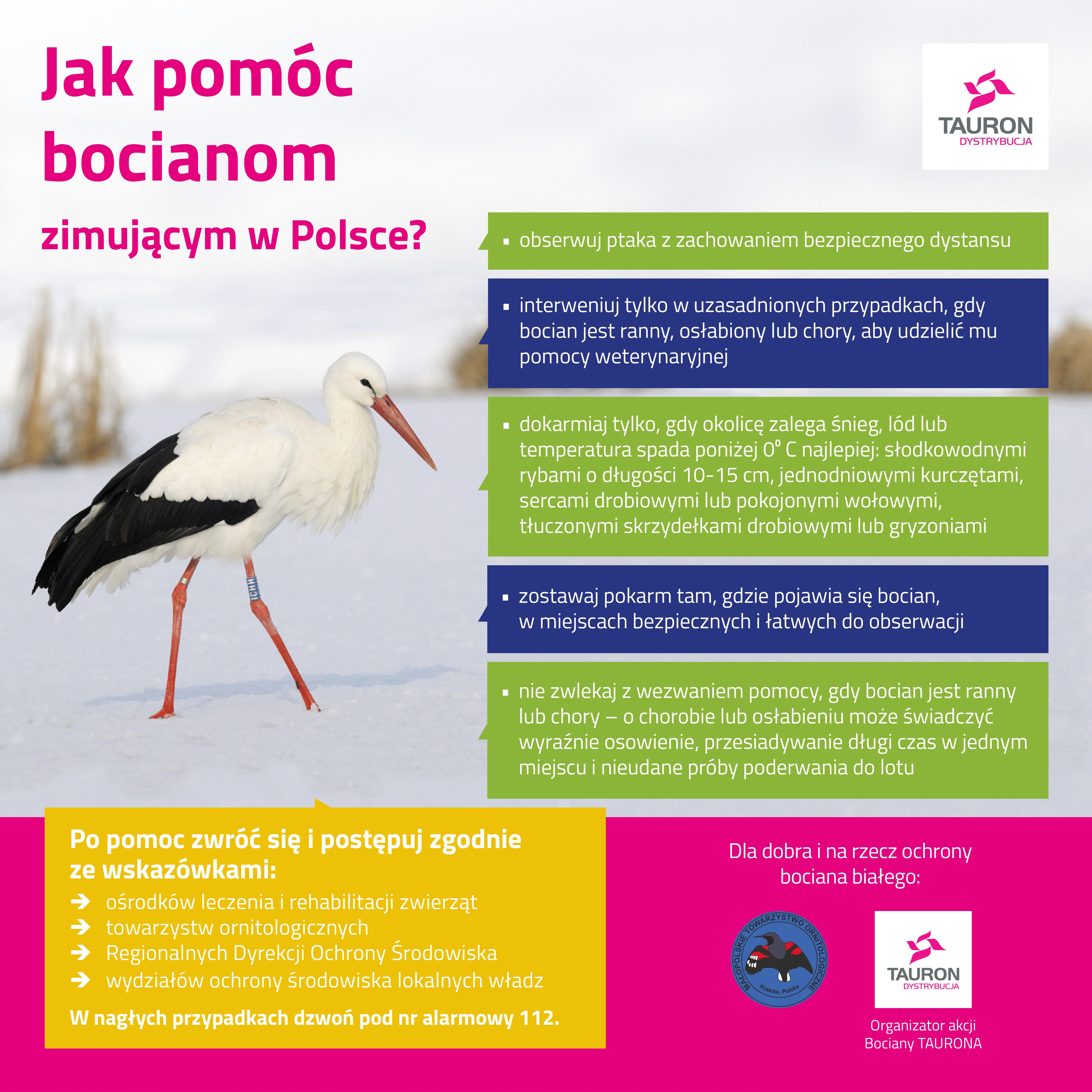 Jak pomóc bocianom w zimie?